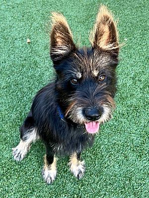 Agoura Hills, CA - Airedale TerrieStandard Schnauzer. Meet PHIL a Pet