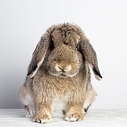Photo of Harlow