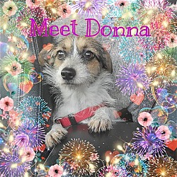 Photo of Donna