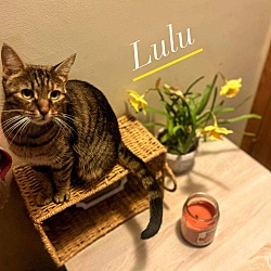 Thumbnail photo of Lulu (mom of Colleen's kittens) #2
