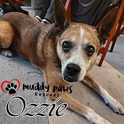 Photo of Ozzie (Courtesy Post)