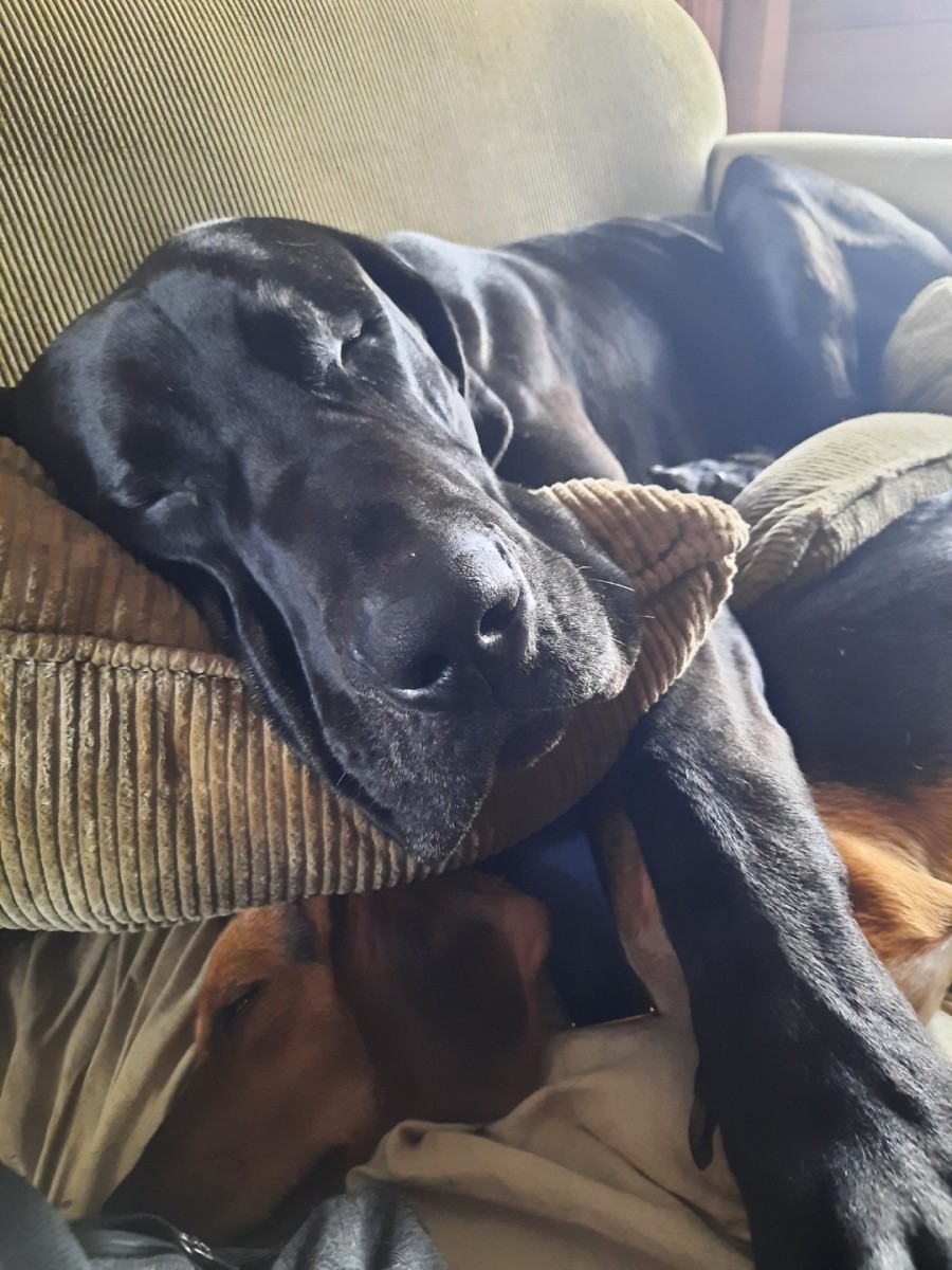 Adopt Kane a Black with White Great Dane / Mixed dog in Nashville