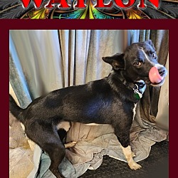 Photo of Waylon