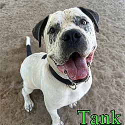 Thumbnail photo of Tank #4