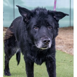 Thumbnail photo of Tiberius (Bear) (Cocoa Adoption Center) #2