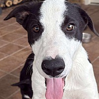 adopt a pet
