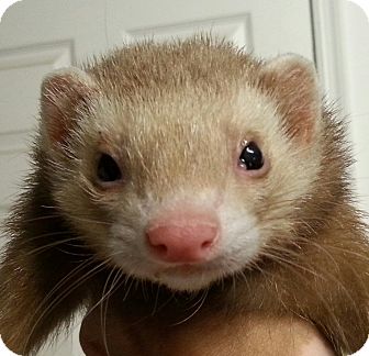 ferrets to adopt near me