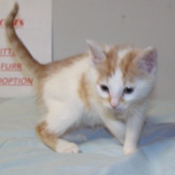 Thumbnail photo of Fred-ADOPTED #3