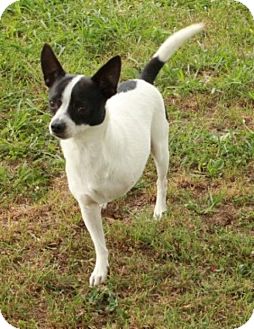 Salem, NH - Rat Terrier. Meet Gnash a Pet for Adoption.