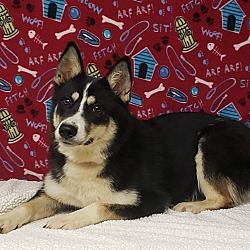 paws and claws puppies for sale