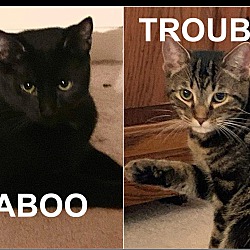 Thumbnail photo of Trouble & Taboo #1