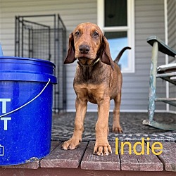 Thumbnail photo of Indie #1