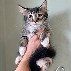Photo of Lottie--In Foster***ADOPTION PENDING***
