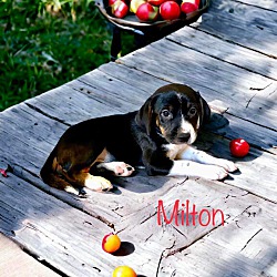 Thumbnail photo of Milton #2
