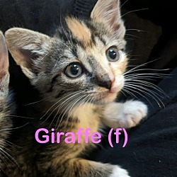 Photo of GIRAFFE Kitten
