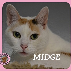 Photo of Midge