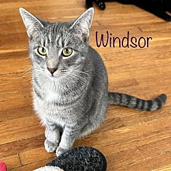 Thumbnail photo of Windsor #4