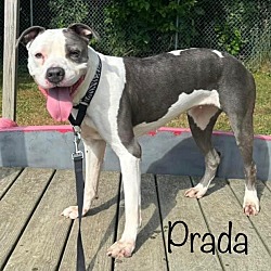 Thumbnail photo of Prada #1