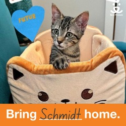 Thumbnail photo of Schmidt #2