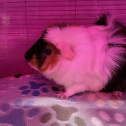 Thumbnail photo of Snickers #3