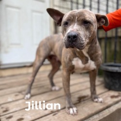 Thumbnail photo of Jillian #1