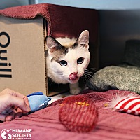 adopt a pet
