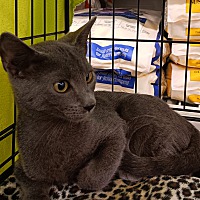 adopt a pet