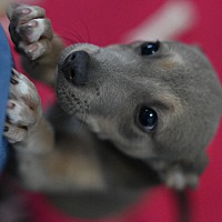 adopt a pet