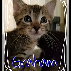 Thumbnail photo of Graham #2