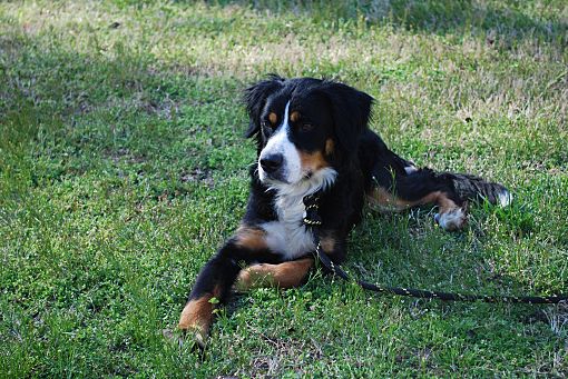 Baltimore, MD Bernese Mountain Dog. Meet Sheva a Pet for