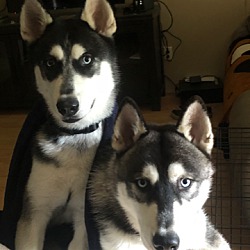 Photo of Koda and Apollo