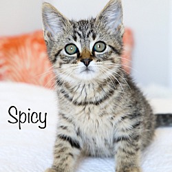 Photo of Spicy