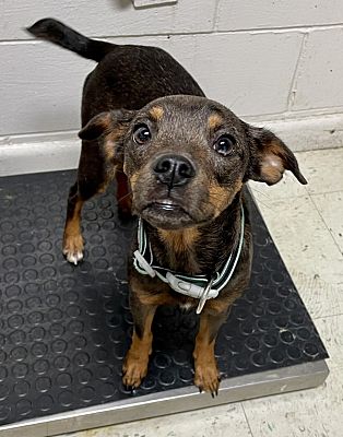 Jasper, AL - Miniature PinscheTerrier (Unknown Type, Small). Meet