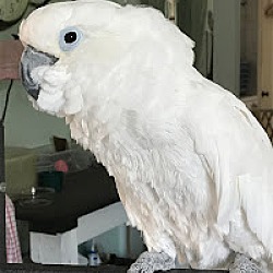 Photo of Dusty the Umbrella Cockatoo