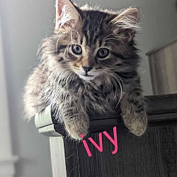 Thumbnail photo of Kitten: Ivy #2