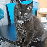 Available Pets At Precious Pets Almost Home Association In