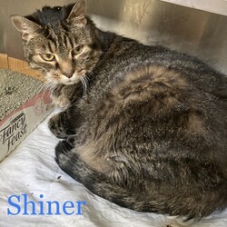 Photo of Shiner