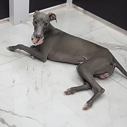 Photo of Foster/Adopt Italian greyhound