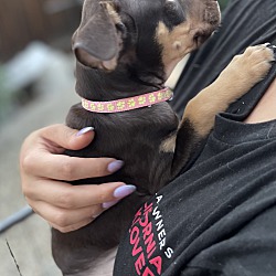 Thumbnail photo of Julie - Puppy for adoption! #3