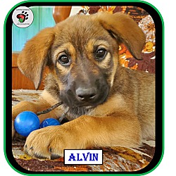Thumbnail photo of Alvin - Alvin & the Chipmunks #1