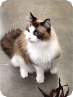 Cincinnati Oh Ragdoll Meet Rebel A Pet For Adoption