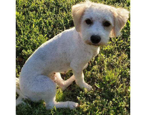 Rochester, NY - Poodle (Miniature). Meet Norah MAB a Pet for Adoption ...