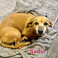 Photo of SADIE