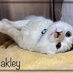Thumbnail photo of OAKLEY #4