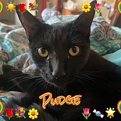 Thumbnail photo of Pudge #1