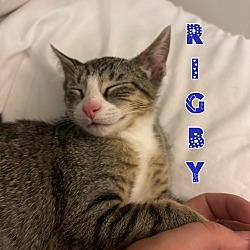 Thumbnail photo of Rigby #3