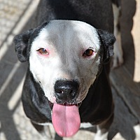 adopt-pet