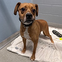 adopt a pet