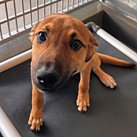 adopt a pet