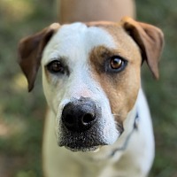 adopt-pet